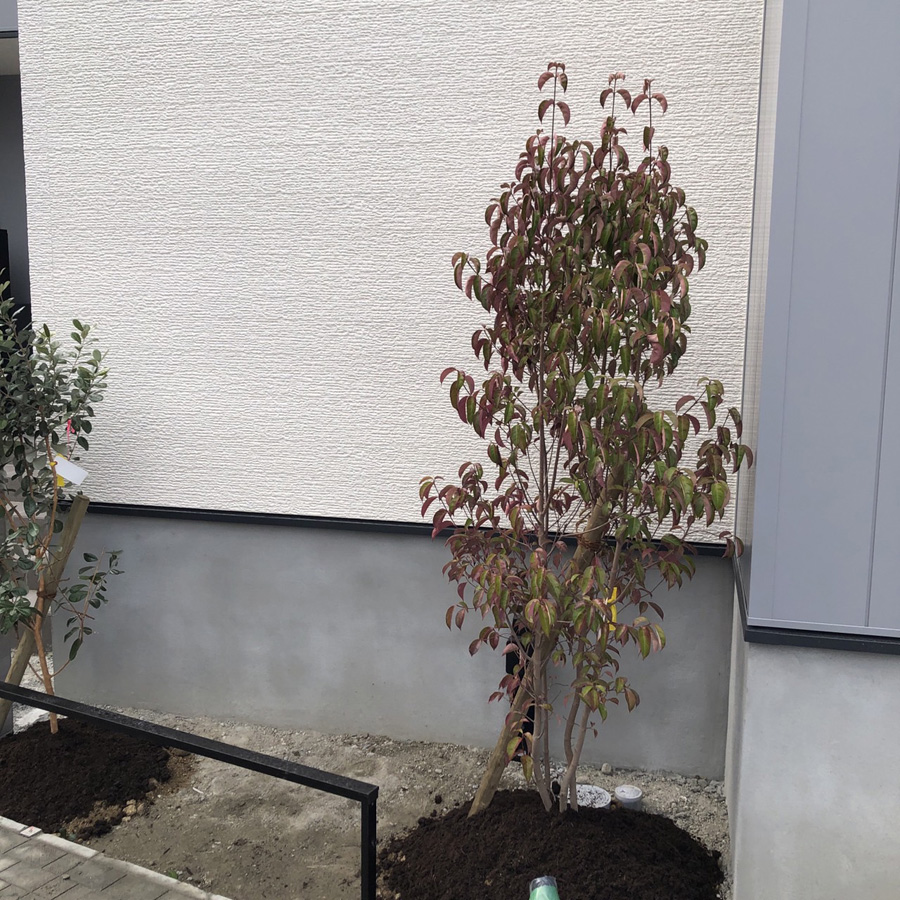 滋賀県大津市の新築外構現場にて、シンボルツリーの常緑ヤマボウシを植栽した様子。