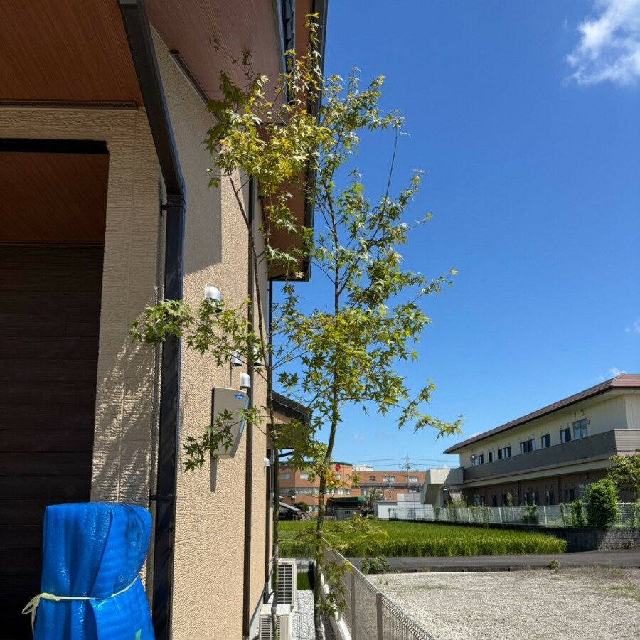 滋賀県草津市の新築外構現場にて建物脇に植樹された青々としたイロハモミジ。